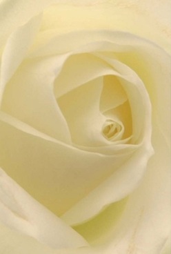 This intimate close-up captures the soul of a white rose, with its ivory petals swirling inward in harmonious perfection-much like the diversity and warmth found throughout Bexleyheath's own community. Each petal looks almost translucent beneath the mellow, natural light that often bathes gardens in Brampton Road. Velvety to the eye, the creamy and pale butter tones evoke a sense of serene anticipation, the sort that accompanies a hush before local festivities or a first meeting in Crook Log park. The lighting caresses every fold, leaving a gentle sheen on the petal tips and tender shadows dancing beneath-the mark of precision in both florist's skill and nature's own design. It's easy to sense an atmosphere of calm, a floral tribute well-suited to quiet anniversaries or as a token of enduring love for those special moments spent in Bexleyheath. Subtle, delicate fragrance seems to linger in the air, like the gentle waft from bouquets hand-delivered from the heart of our shop. The timeless elegance of this rose speaks of both comfort and grace, a testament to the thoughtful arrangements that have long brought solace and joy to families in our neighbourhood.